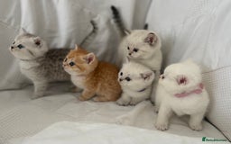 British Shorthair cats for sale: Gold and silver shaded GCCF kittens - Image 1