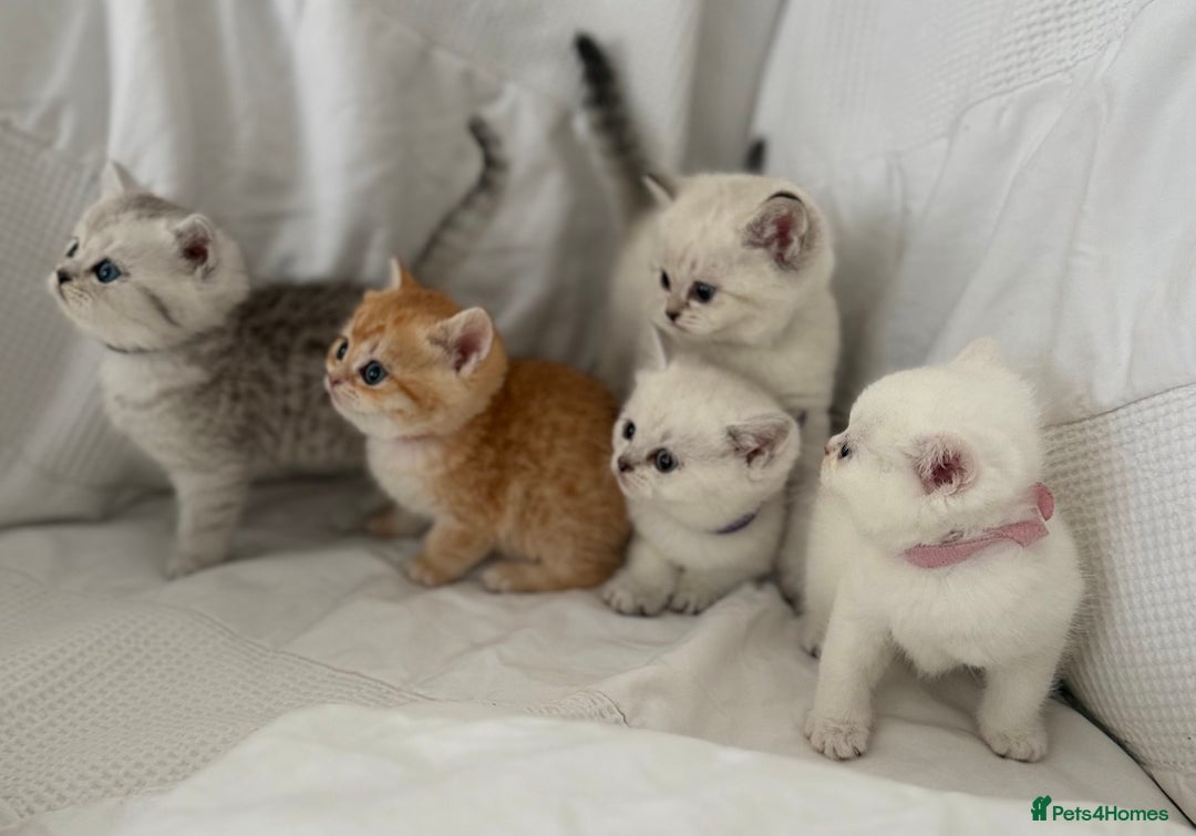 British Shorthair cats for sale: Gold and silver shaded GCCF kittens - Image 1