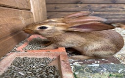 Belgian Hares rabbits for sale: Belgian Hares - Cheshire  - Image 5