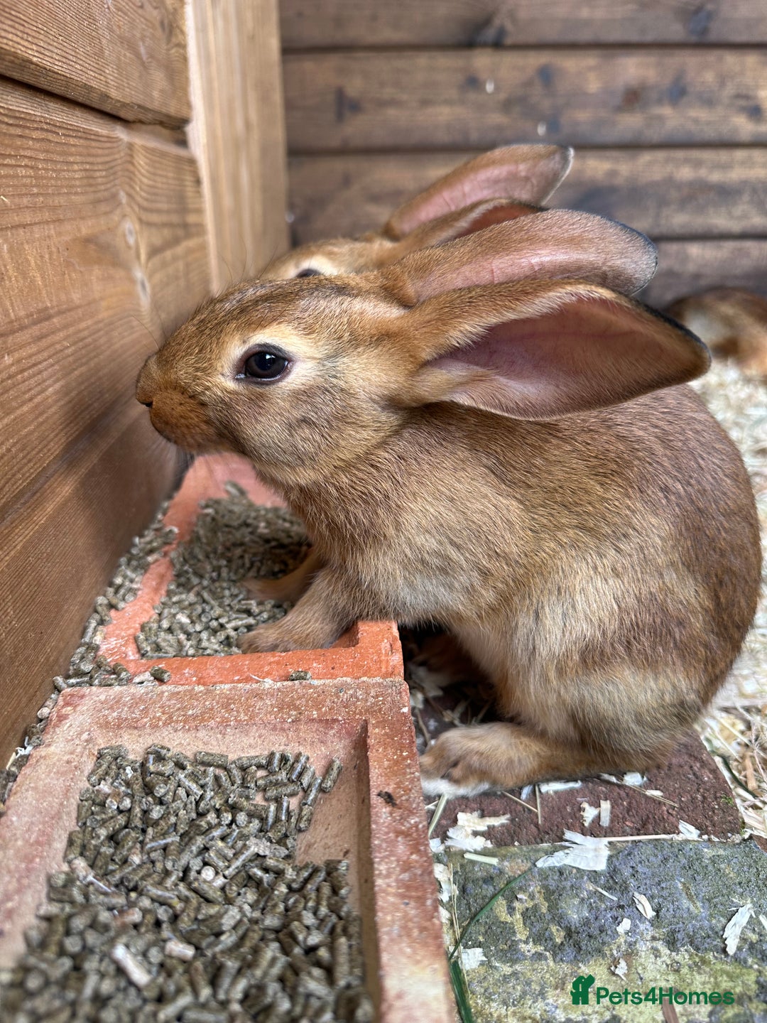 Belgian Hares rabbits for sale: Belgian Hares - Cheshire  - Image 5