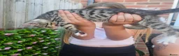 Mixed Breed cats for sale: Two male bengal cross for sale.  - Advert 2