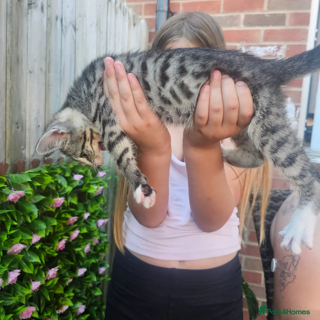 Mixed Breed cats for sale: Two male bengal cross for sale.  - Advert 2