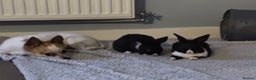 Dutch rabbits for sale: 2 indoor Dutch house rabbits  - Advert 8