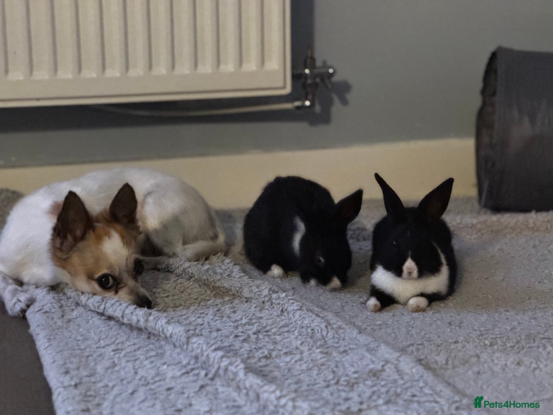 Dutch rabbits for sale: 2 indoor Dutch house rabbits  - Advert 8