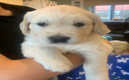 Golden Retriever dogs for sale: Gorgeous KC reg Golden Retriever Puppies - Image 19