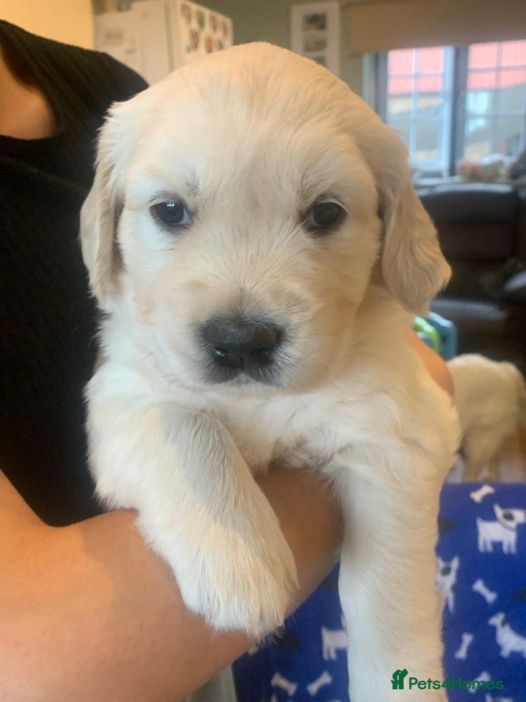 Golden Retriever dogs for sale: Gorgeous KC reg Golden Retriever Puppies - Image 19