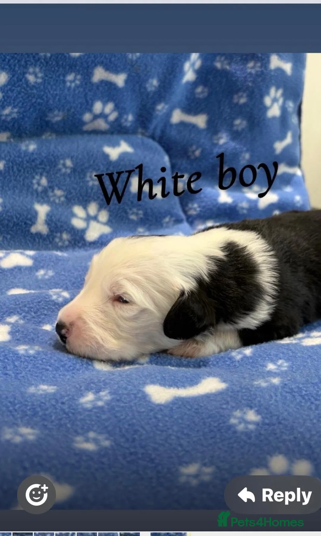 Old English Sheepdog dogs for sale: KC registered Old English Sheepdog Puppies  - Advert 12