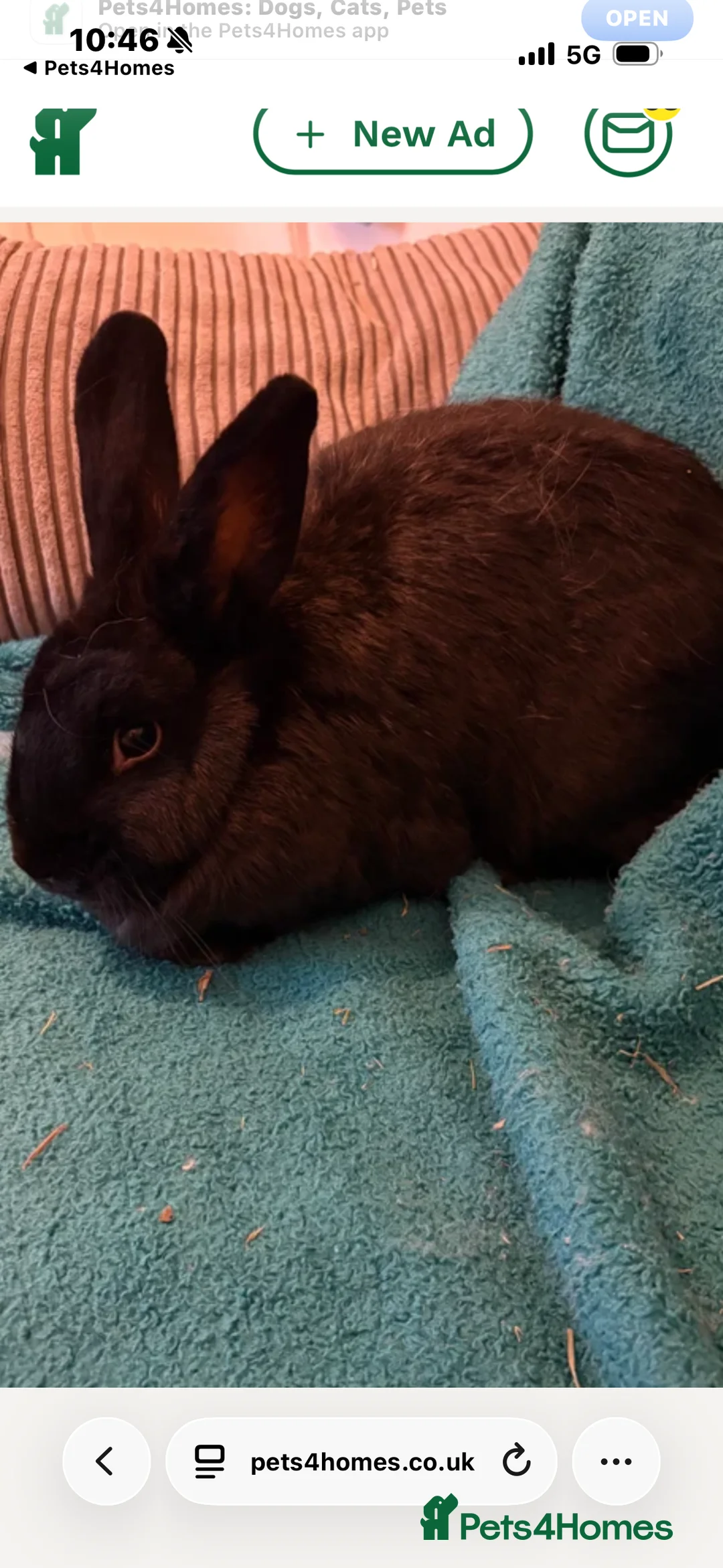 Mini Lion Lop rabbits for sale: Adult bunny rabbits 3 available  - Advert 4