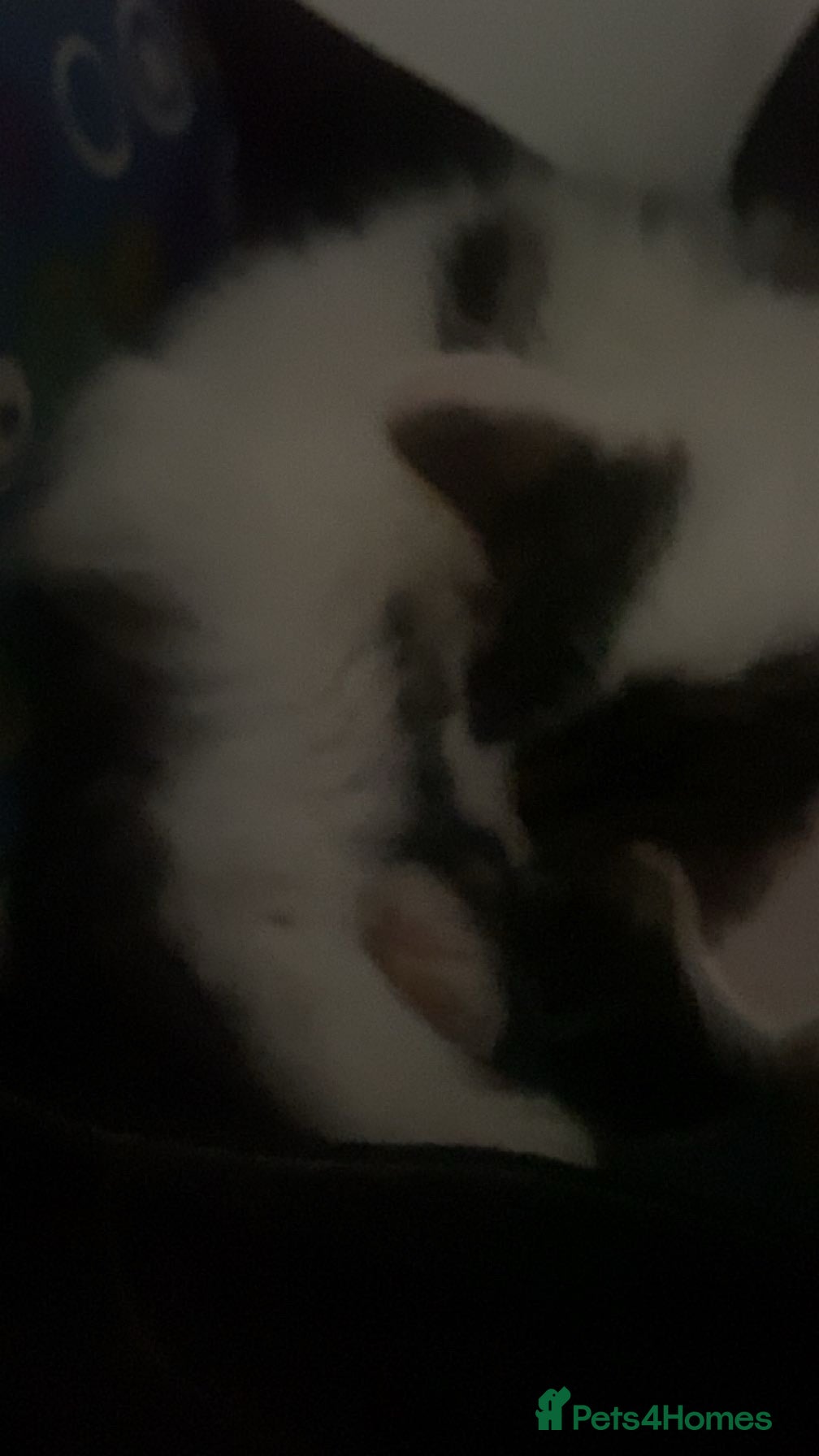 Mixed Breed cats Gorgeous boy  - Advert 2