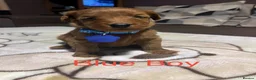 Labradoodle dogs for sale: Labradoodle Fox Red❤️❤️❤️ - Advert 6