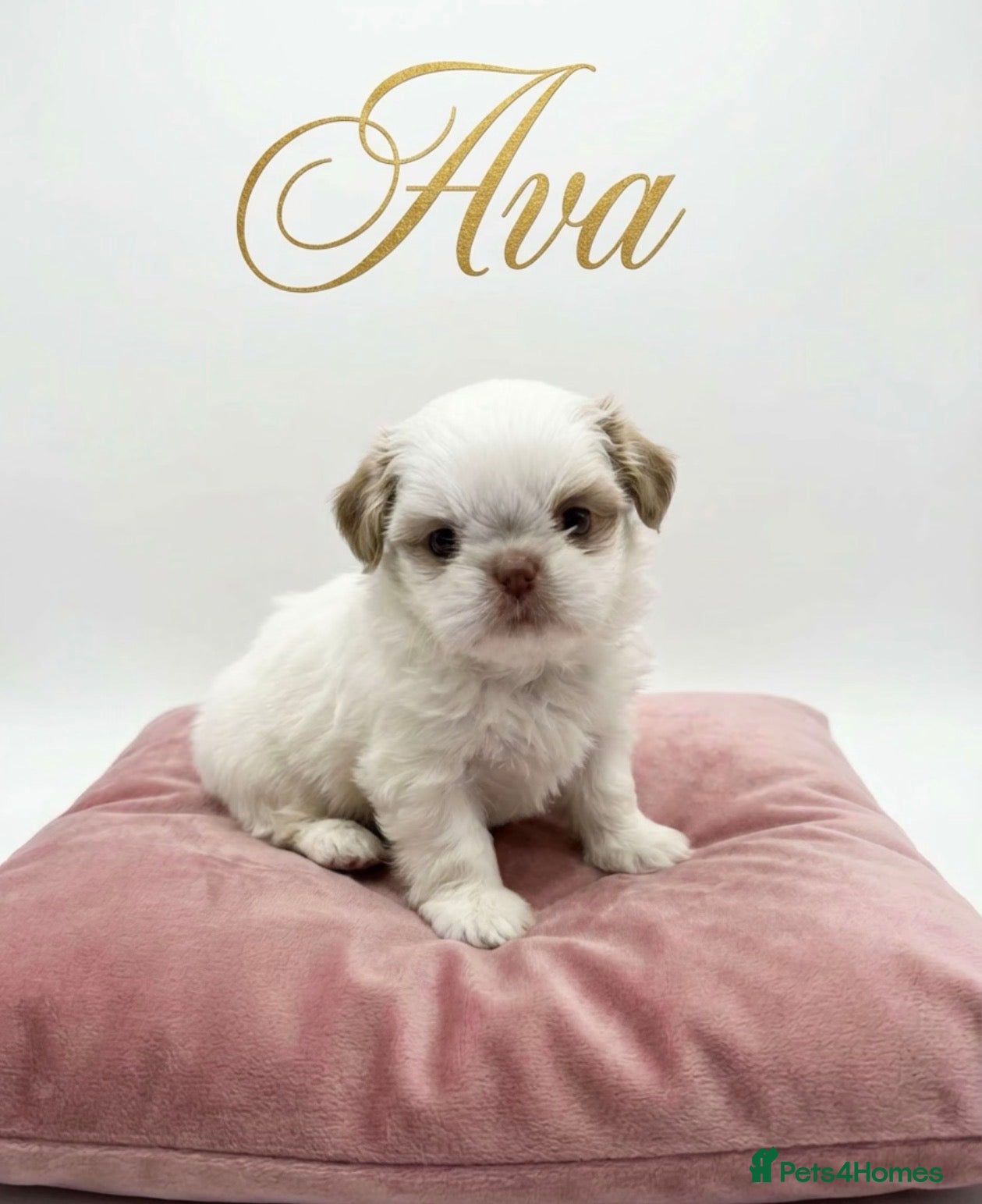 Shih Tzu dogs Quality dobie litter of KC imperial Shih Tzus  - Advert 1