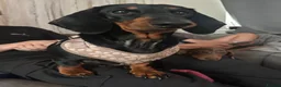 Dachshund dogs for sale: Cara  in Lichfield - Advert 3