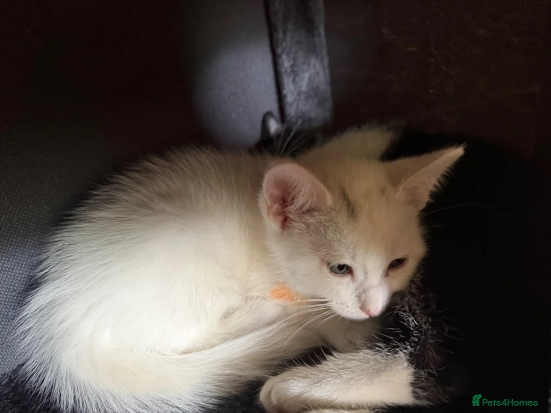 Turkish Angora cats for sale: Cute little boy really to go  in Faversham - Advert 1