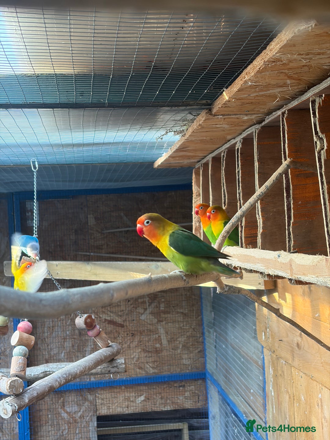 Lovebirds birds for sale: Colony of Fischer Lovebirds - Advert 5