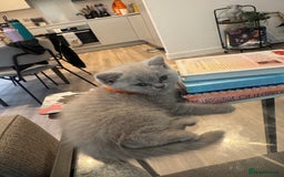 British Shorthair cats for sale: Lilac British Shorthair Kittens - 2 boys 3 girls - Image 5