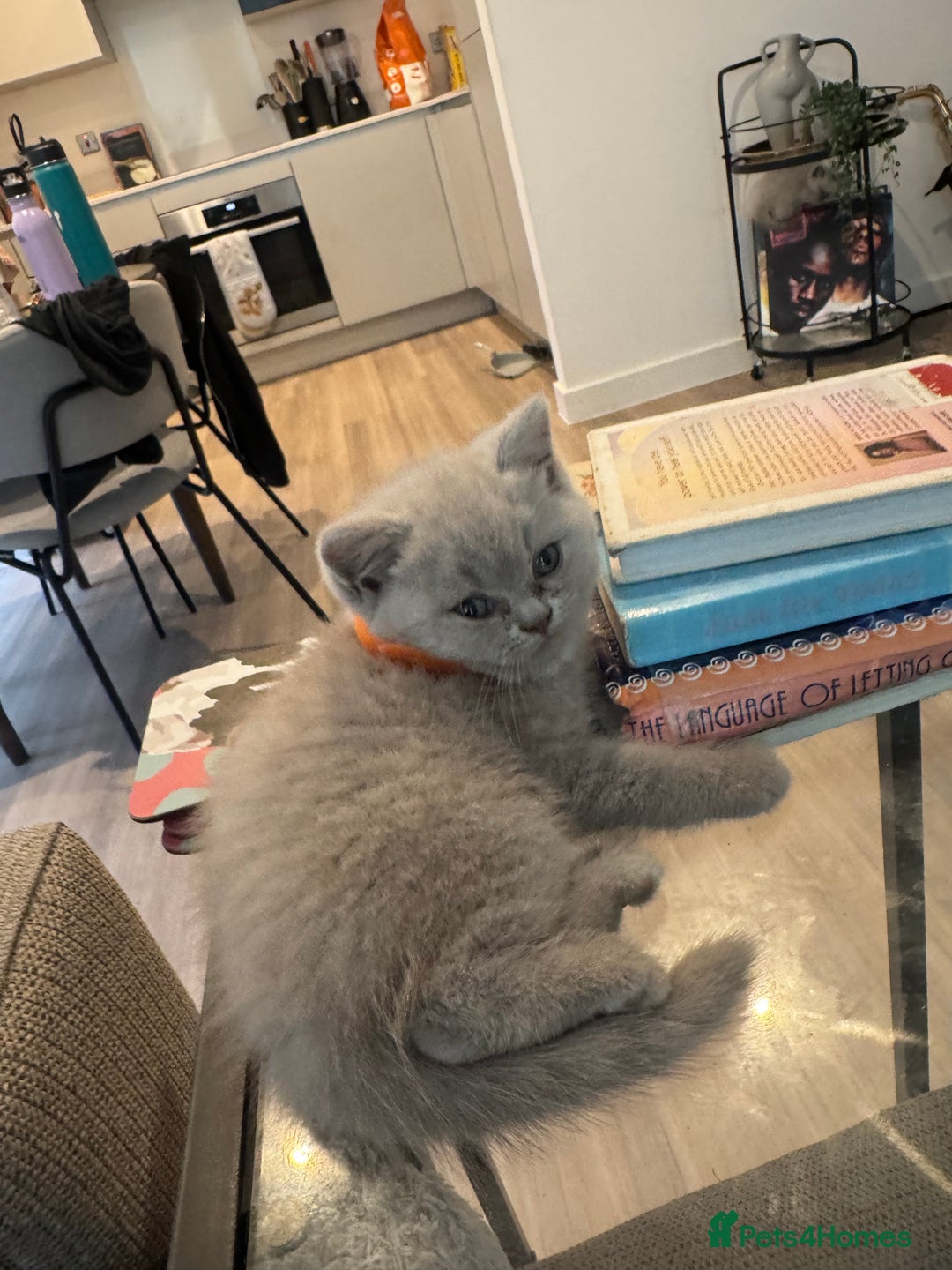 British Shorthair cats for sale: Lilac British Shorthair Kittens - 2 boys 3 girls - Image 5