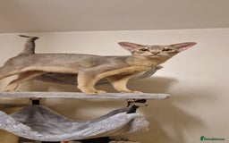 Abyssinian cats for sale: Beautiful blue boy 💙 - Image 9