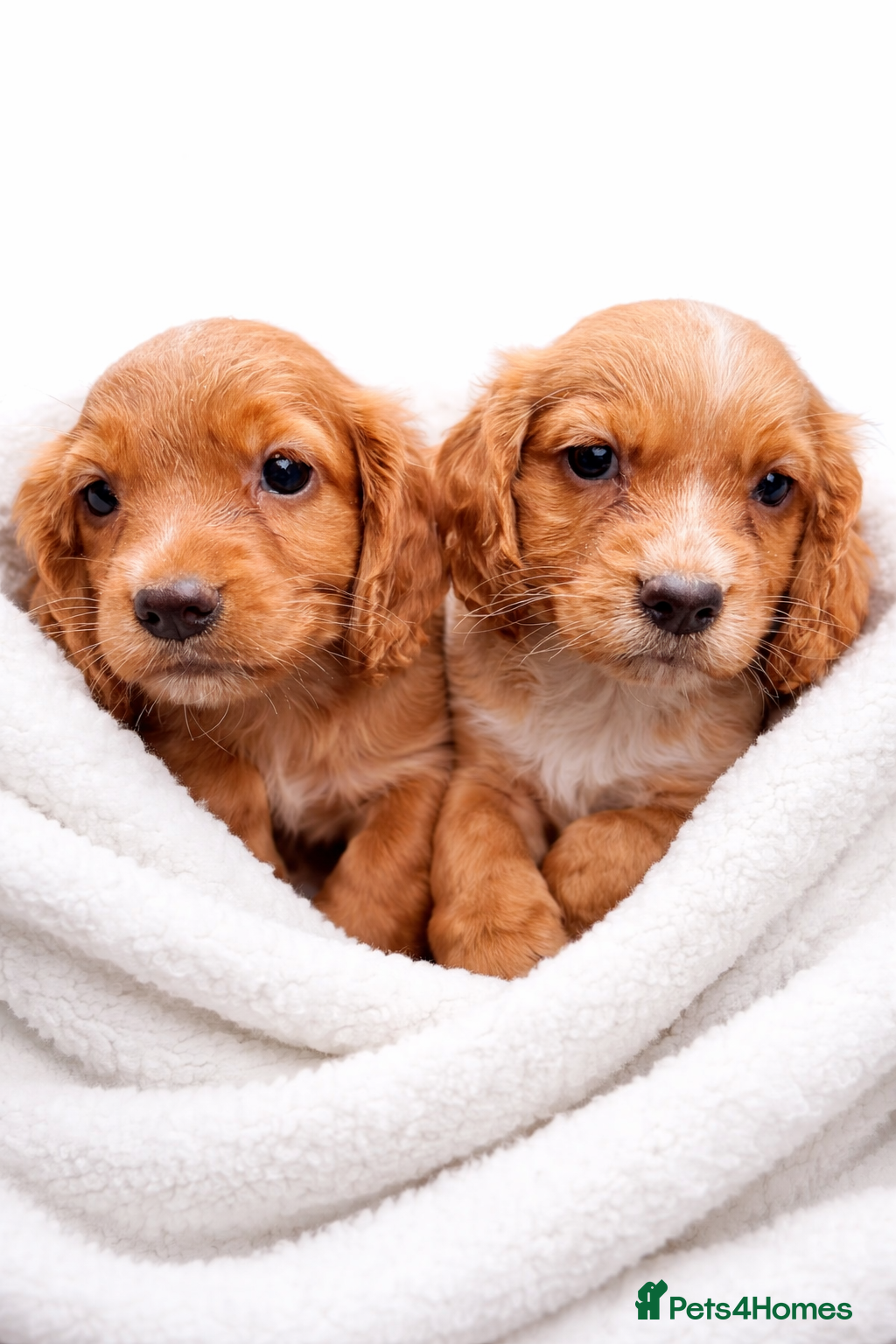 Cocker Spaniel dogs Beautiful Cocker Spaniel Puppies  - Advert 13