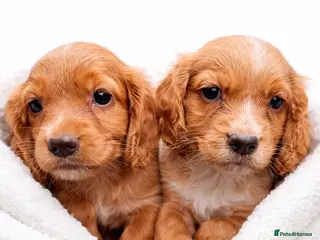 Cocker Spaniel dogs Beautiful Cocker Spaniel Puppies - Advert 14