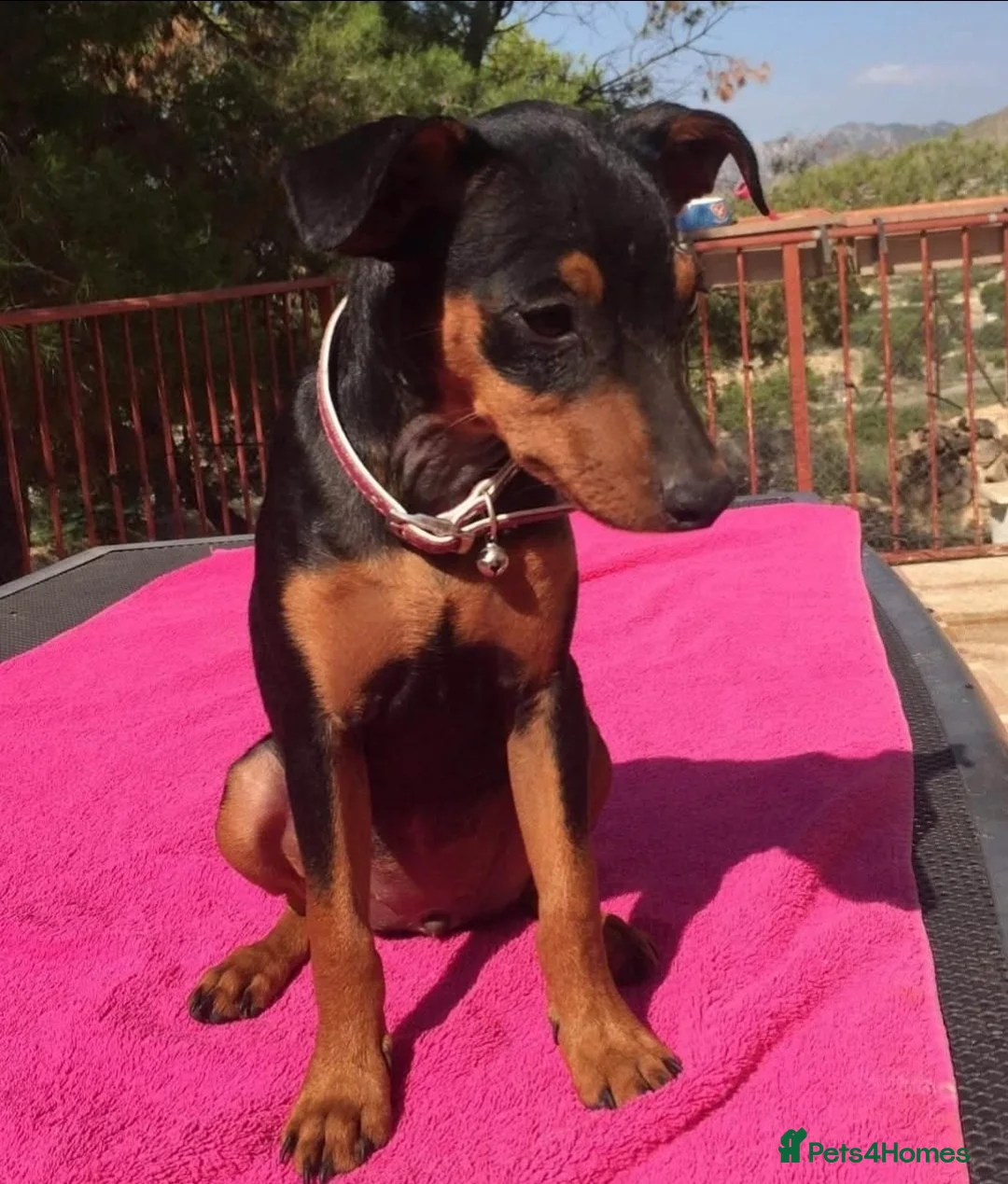 Miniature Pinscher dogs for sale: Minature Pinscher 2 year old  - Advert 1