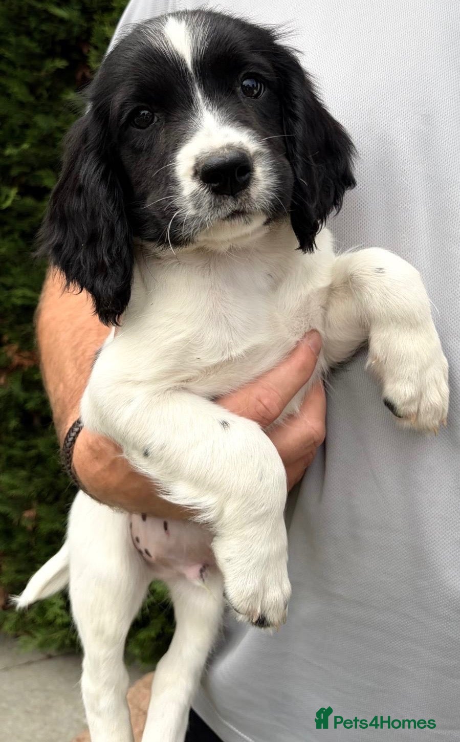 English Springer Spaniel dogs Boy & Girl available IR FTCH Sired  - Advert 2