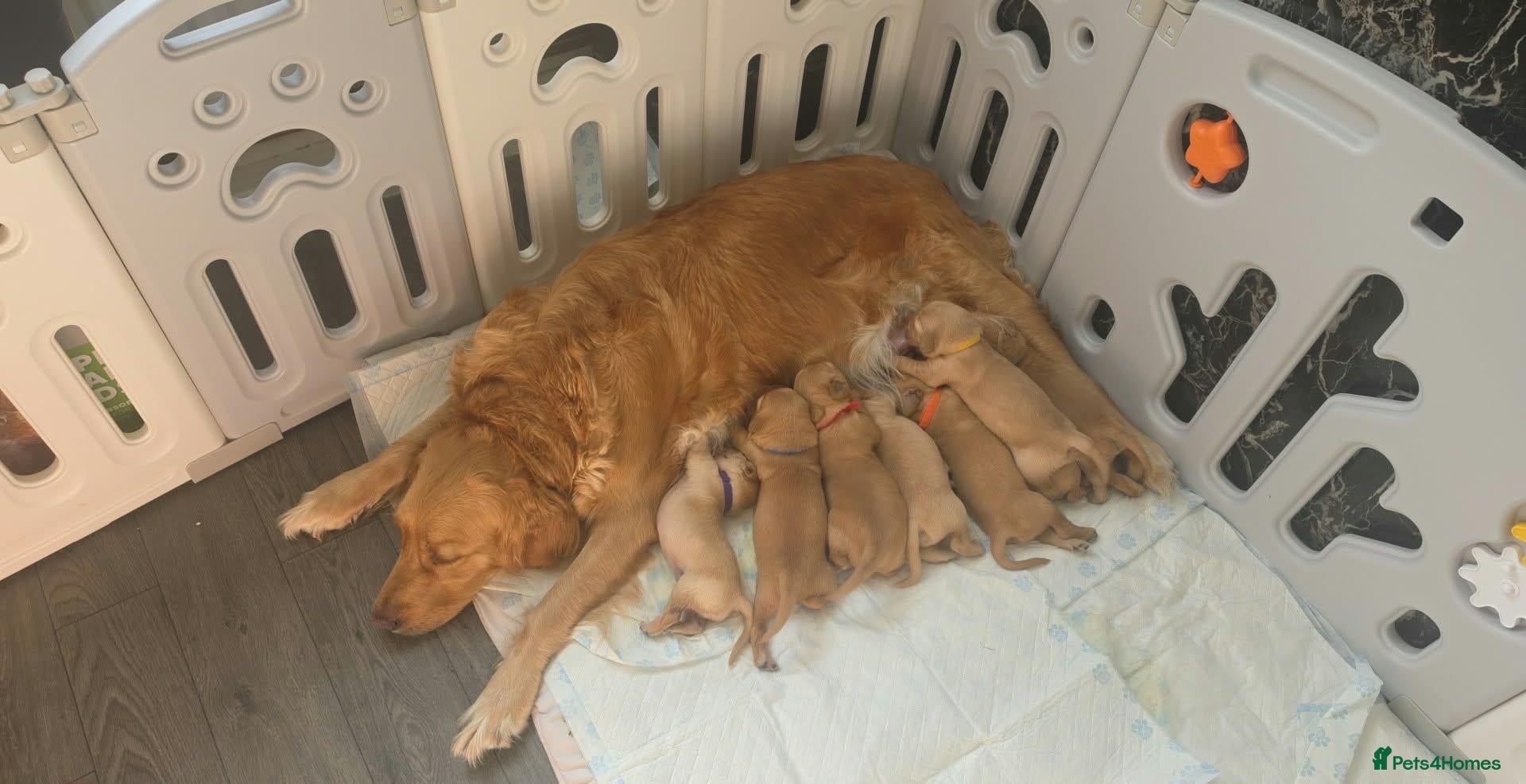 Golden Retriever dogs 🐶 Beautiful Golden Retriever Puppies for Sale ❤️ - Advert 1