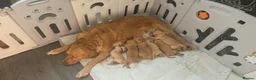 Golden Retriever dogs for sale: 🐶 Beautiful Golden Retriever Puppies for Sale ❤️ in Middlesbrough - Advert 1
