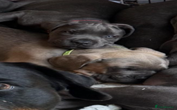 Cane Corso dogs for sale: READY NOW: QUALITY PEDIGREE CANE CORSO PUPPIES - Image 1