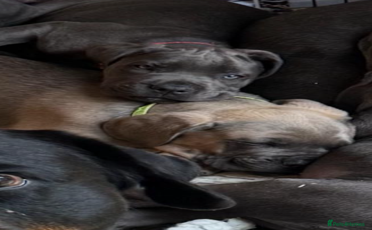 Cane Corso dogs - Advert 1