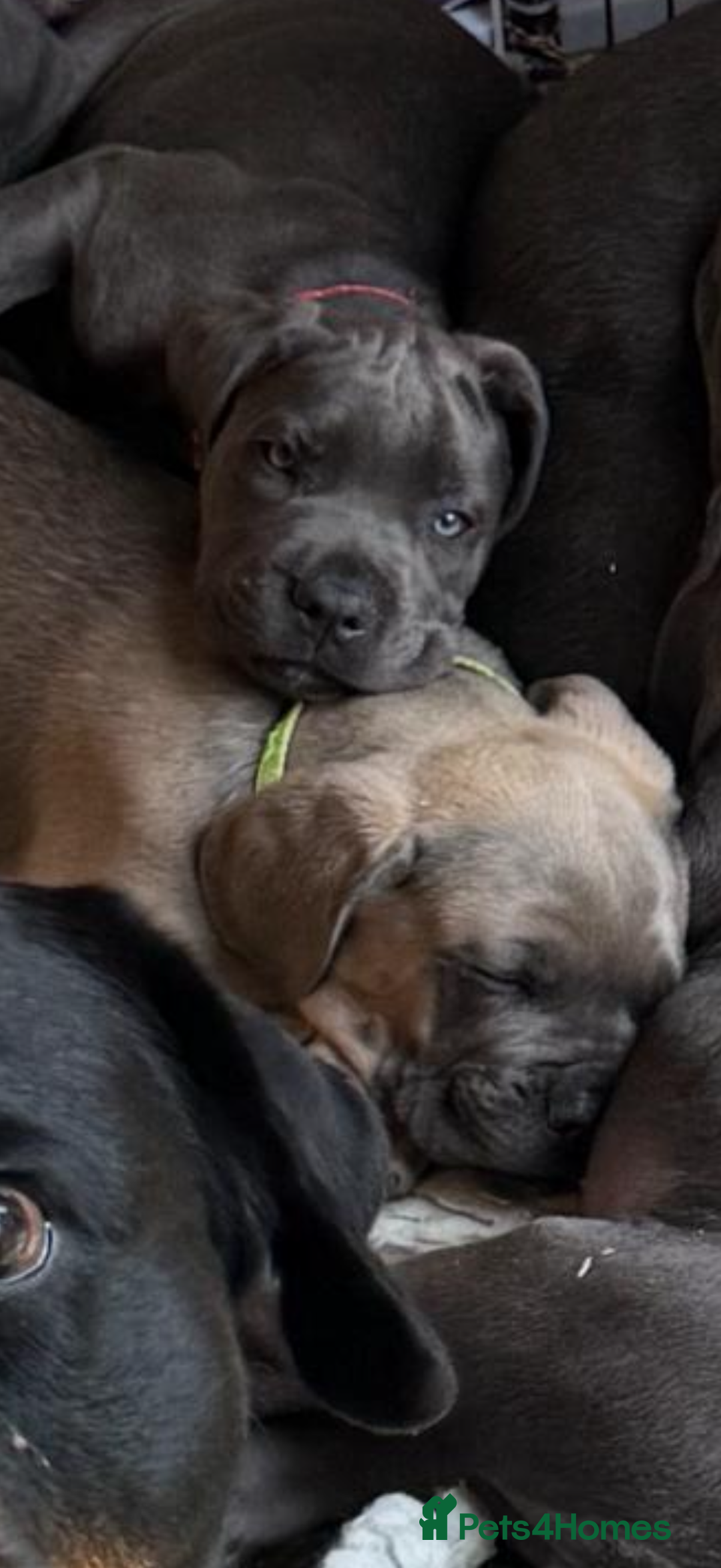 Cane Corso dogs for sale: READY NOW: QUALITY PEDIGREE CANE CORSO PUPPIES - Image 1