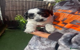 Mixed Breed dogs for sale: Cockapoo x Maltese (Maltipoo) - Image 22
