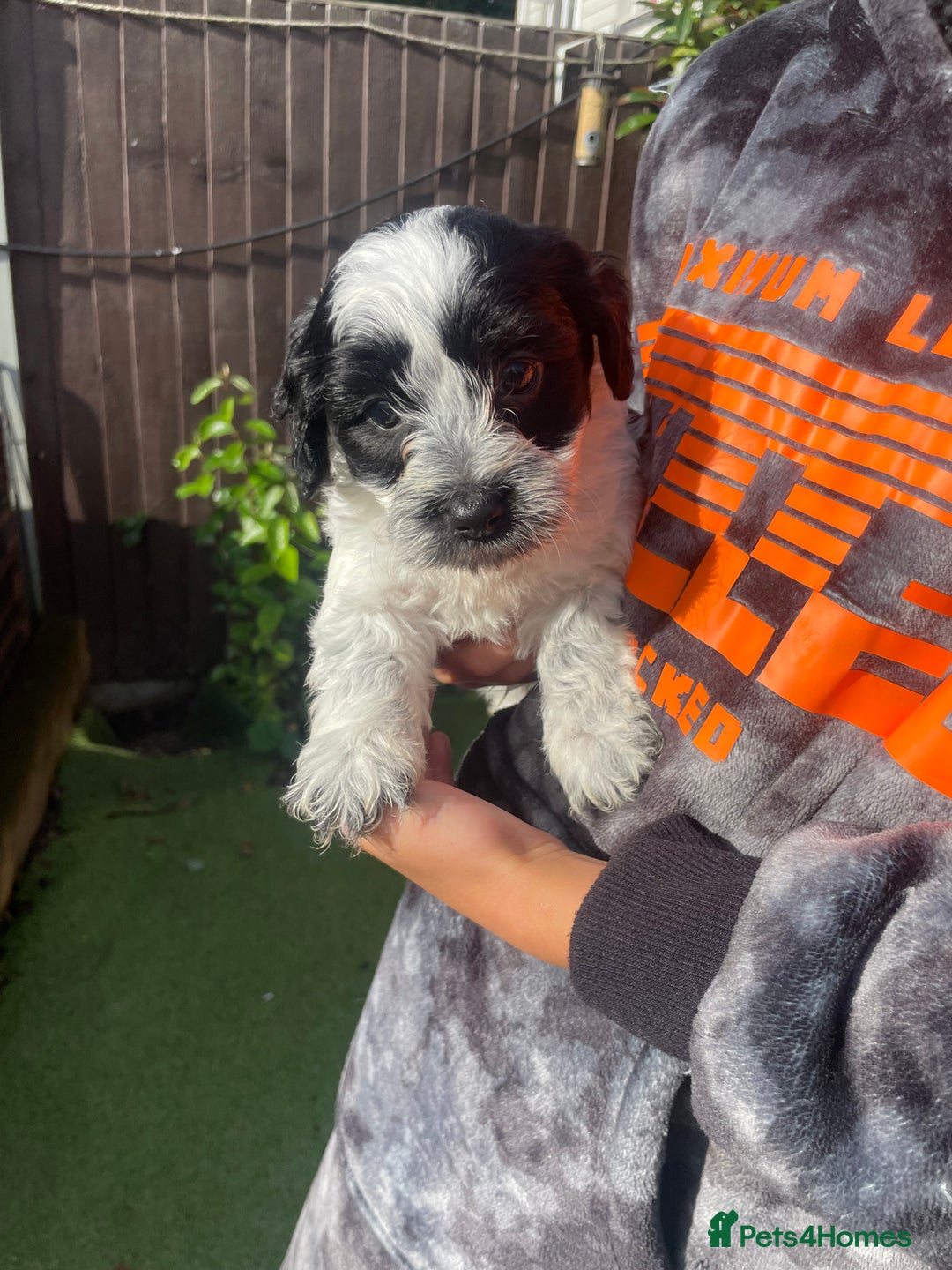 Mixed Breed dogs for sale: Cockapoo x Maltese (Maltipoo) - Image 22