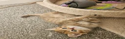 British Shorthair cats for sale: British Shorthair kittens!  - Advert 8