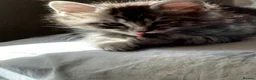 Mixed Breed cats for sale: Maine coon cross breed kitten - Advert 7