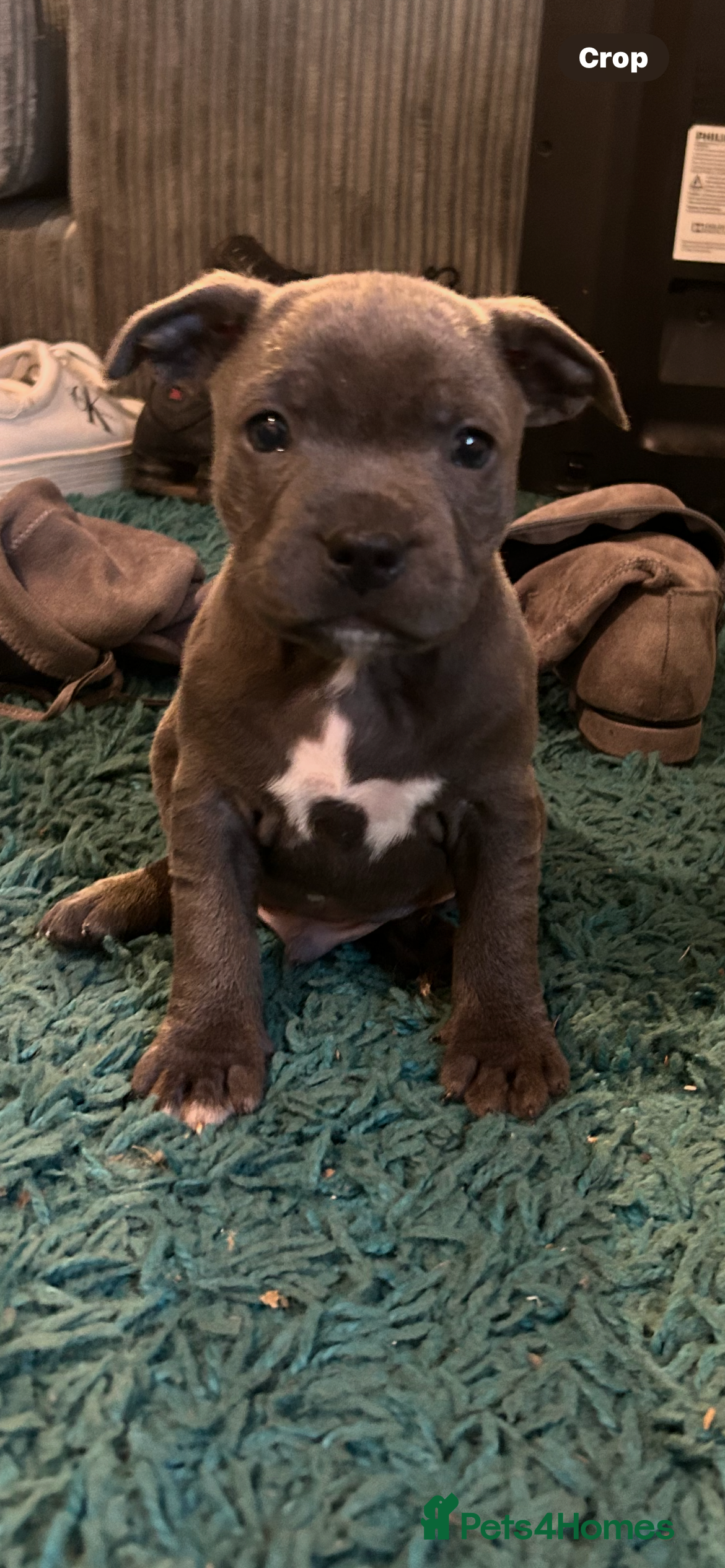 Staffordshire Bull Terrier dogs Blue kc registered staff puppies - Advert 1
