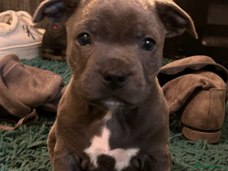 Staffordshire Bull Terrier dogs Blue kc registered staff puppies - Advert 1