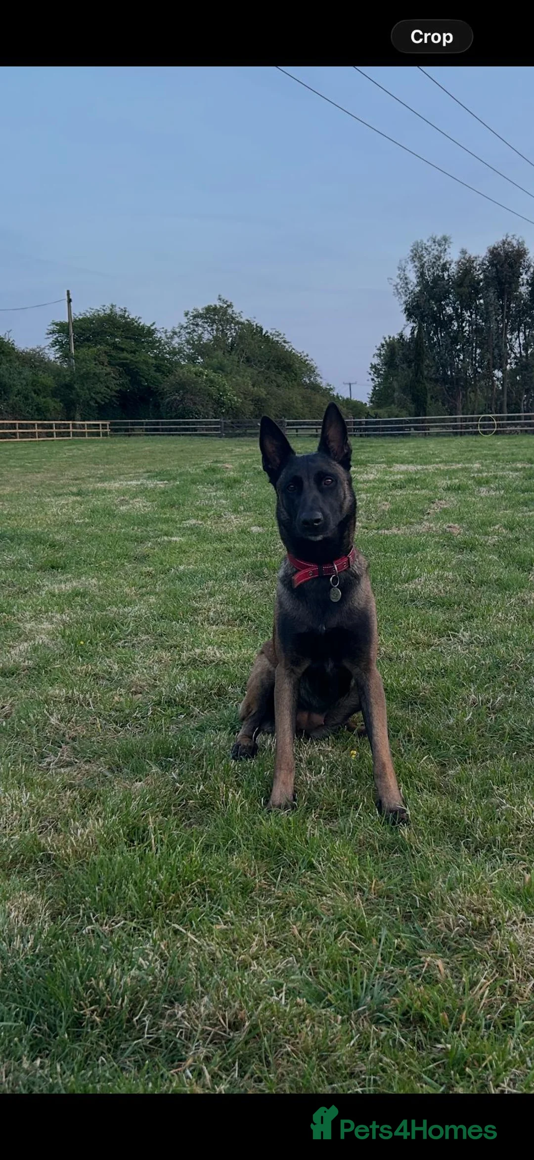 Mixed Breed dogs for sale: Dalmatian × Belgian Malinois- Loving, Active Homes in Hemel Hempstead - Advert 2