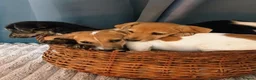Jack Russell dogs for sale: Adorable Jack Russel Puppies  - Advert 12