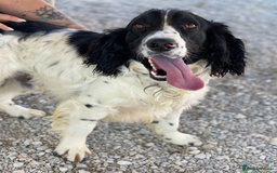 English Springer Spaniel dogs for adoption: Lazar - Very special spaniel seeks special home - Image 6
