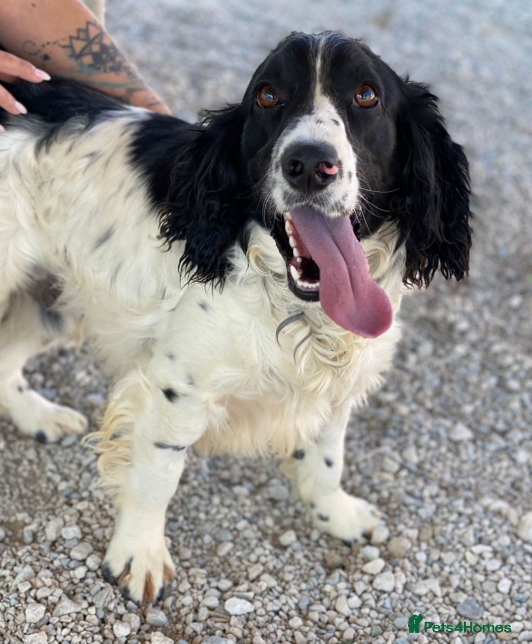 English Springer Spaniel dogs for adoption: Lazar - Very special spaniel seeks special home - Image 6