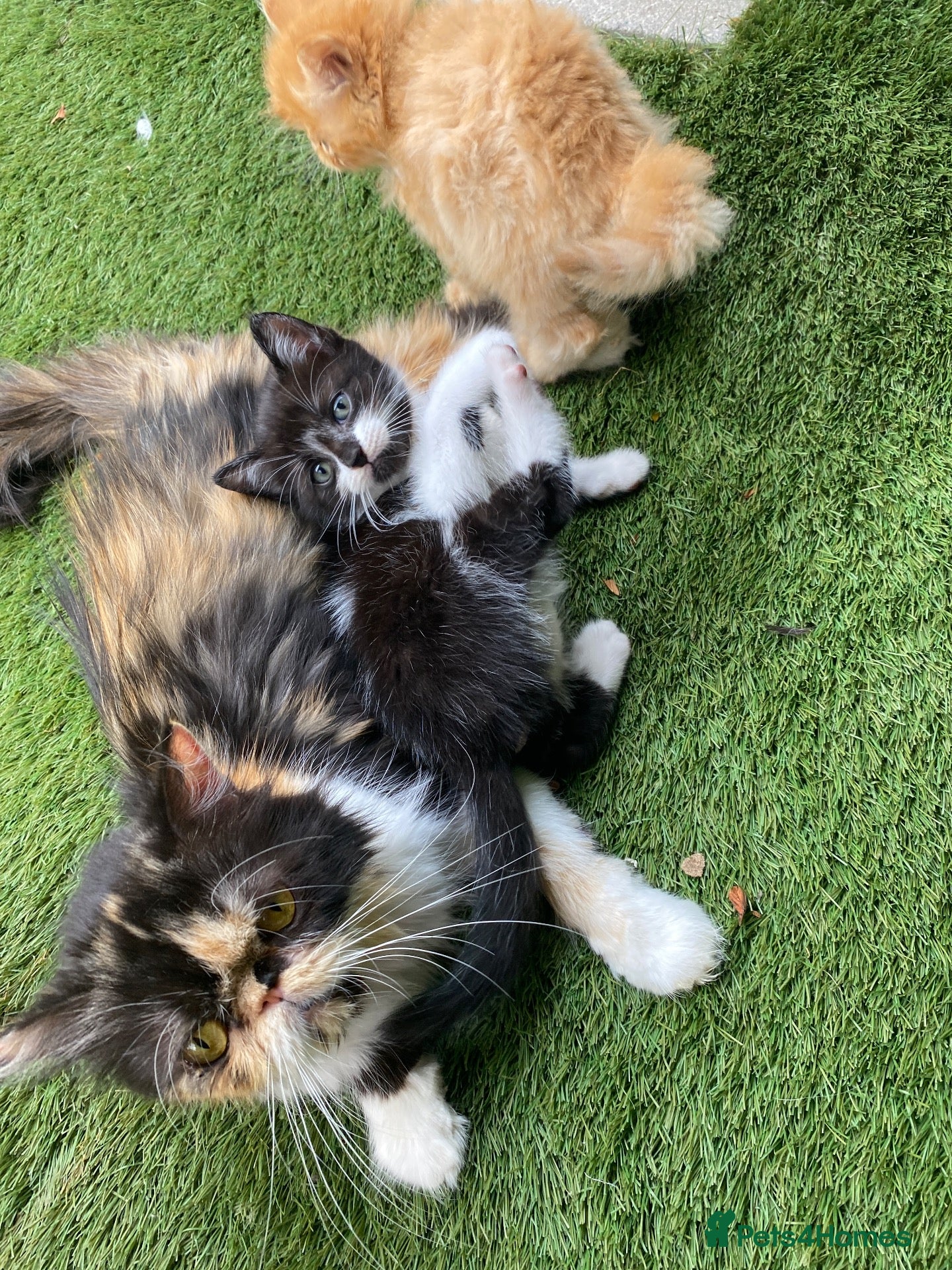 Persian cats It is no longer available.only nr 2 boy  - Advert 15