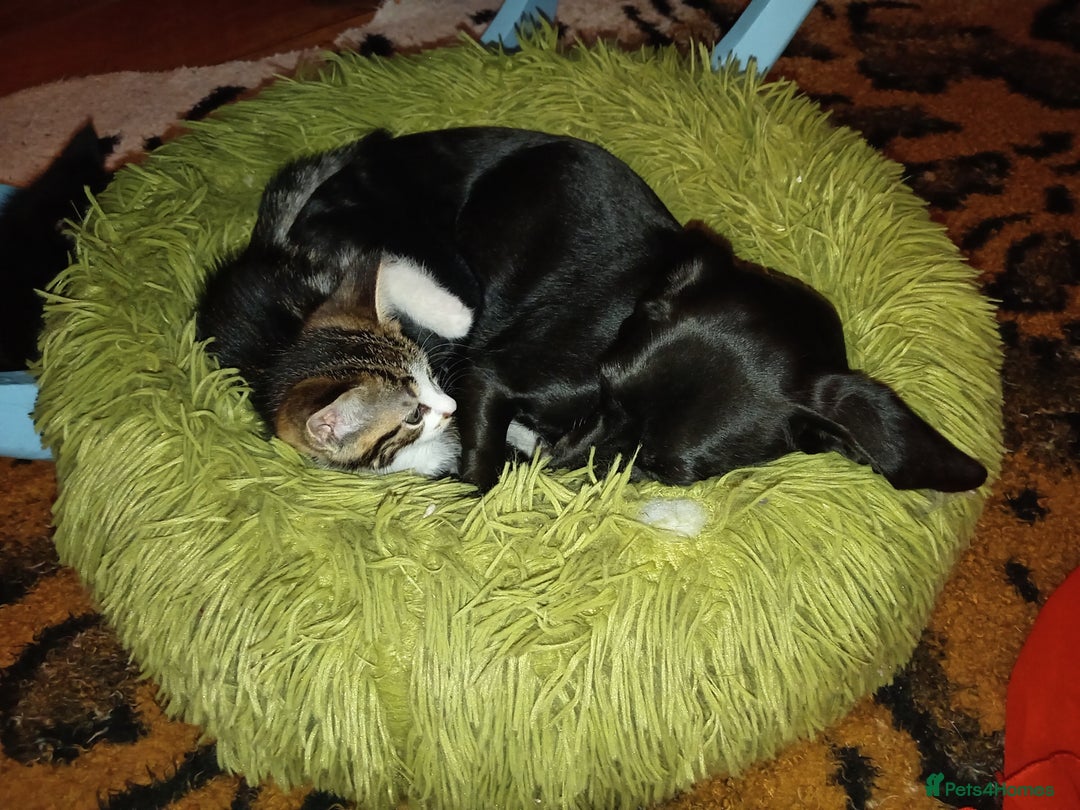 Mixed Breed cats for sale: 2 Mixed breed kittens  - Image 5