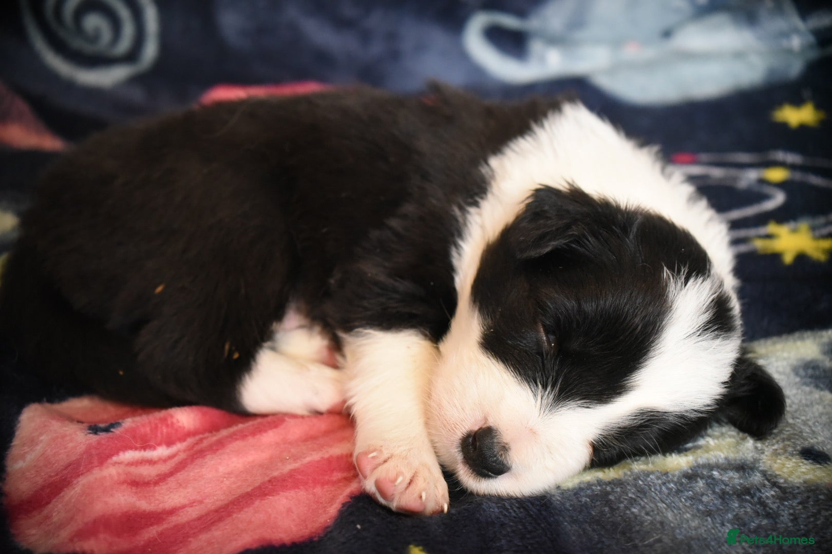 Border Collie dogs for sale: 1 health tested boy left - Advert 19