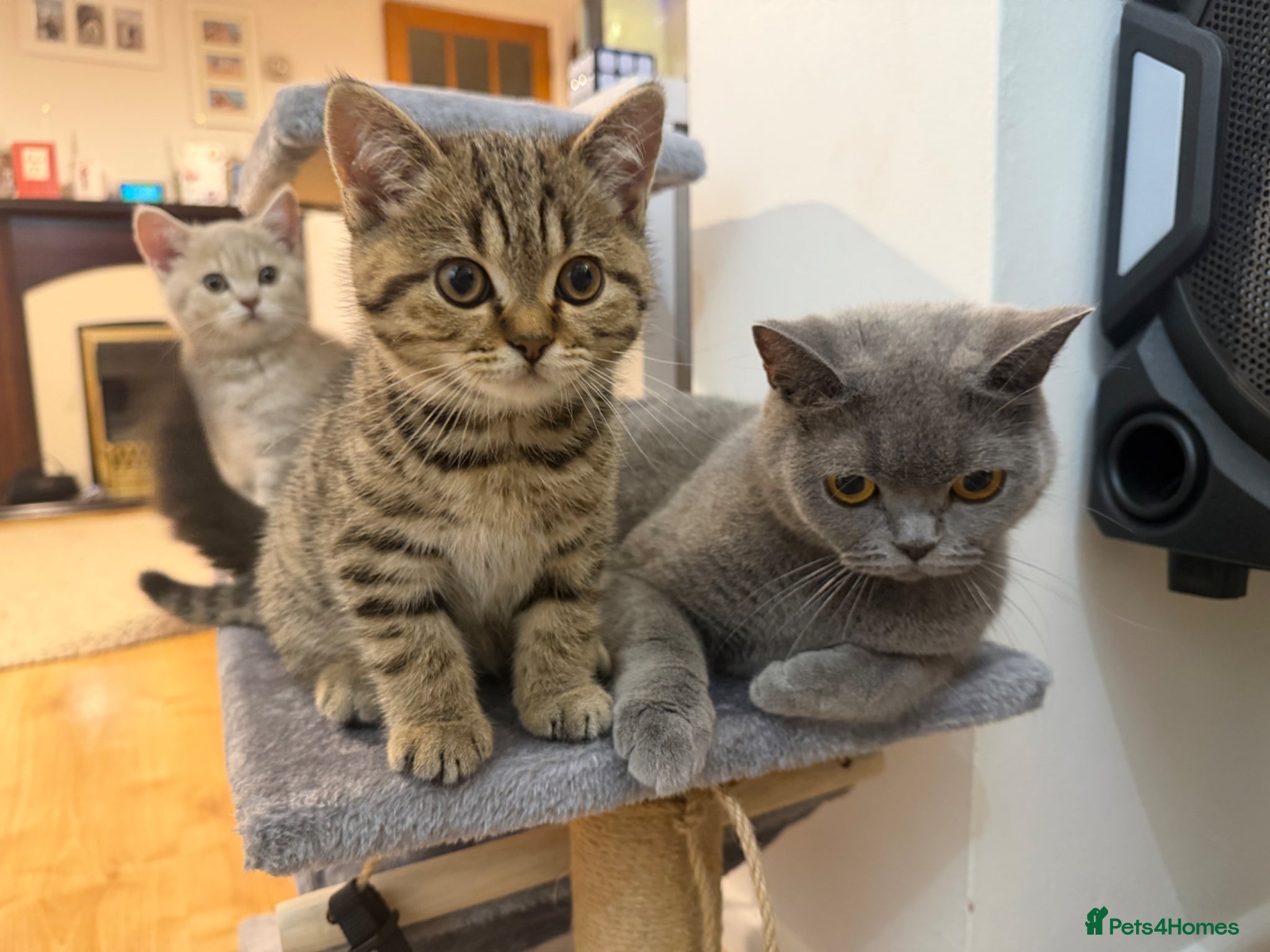 British Shorthair cats British short hair kittens - Advert 2