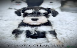 Miniature Schnauzer dogs for sale: ⭐️⭐️ ADORABLE MINI SCHNAUZER PUPS ⭐️⭐️ - Image 4