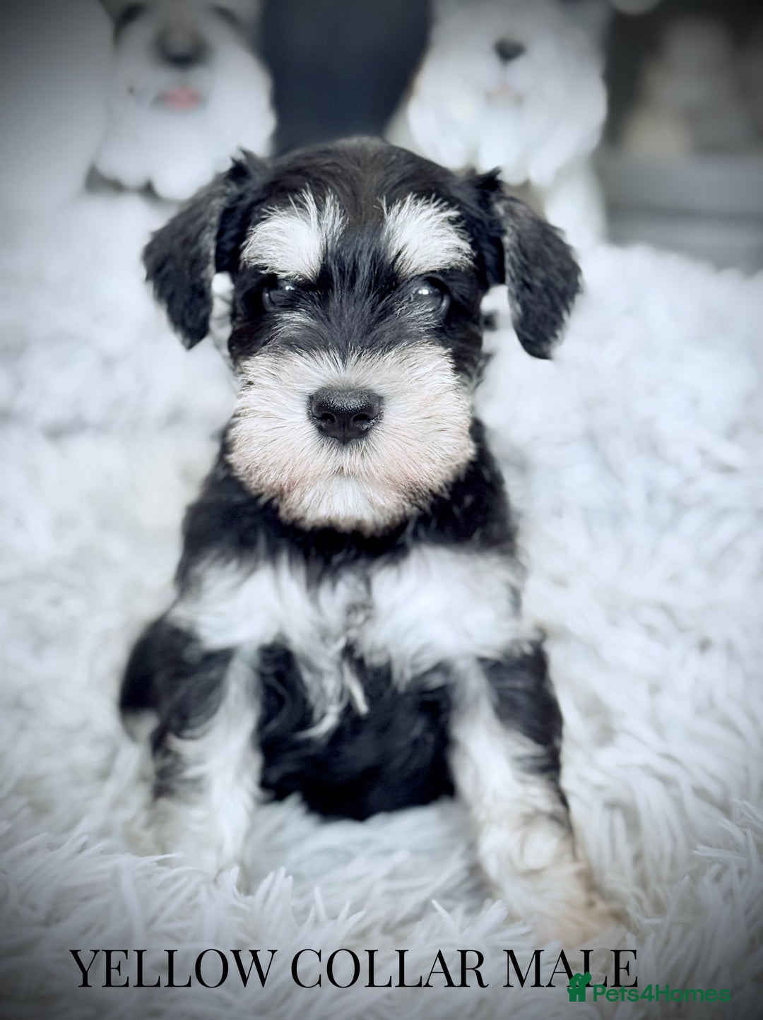 Miniature Schnauzer dogs for sale: ⭐️⭐️ ADORABLE MINI SCHNAUZER PUPS ⭐️⭐️ - Image 4