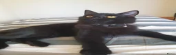 Mixed Breed cats for sale: Litter of 5 Kittens Mixed Breed in London - Advert 6