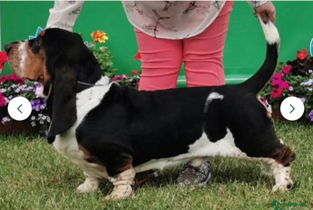 Basset Hound dogs for sale: Basset hound puppies for sale!! KC reg. - Image 12