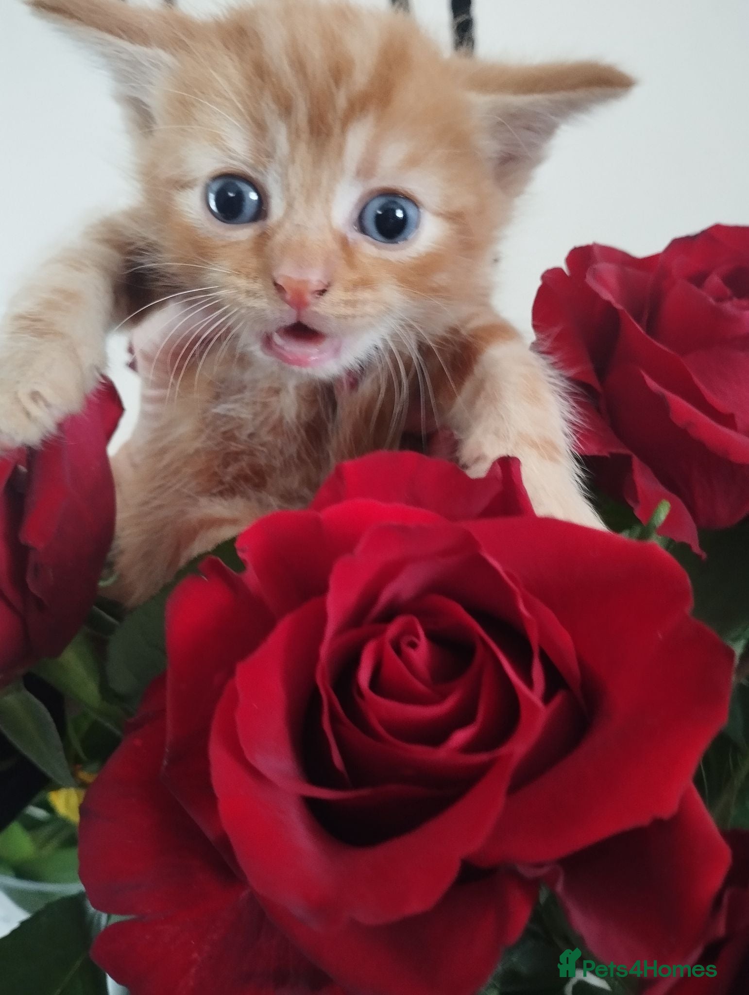 Mixed Breed cats Five adorable kittens looking for loving homes❤️ - Advert 13