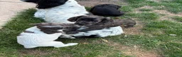 Sprocker dogs for sale: Sprocker puppies  - Advert 18